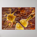Recherche de système nerveux posters Biologie