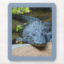 Suche nach krokodile mousepads Reptil