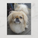 Recherche de yeux de chien cartes postales Mignon