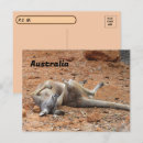 Suche nach kängurus postkarten Australie