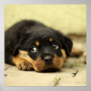 Suche nach rottweiler poster Haustier