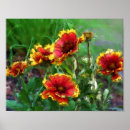 Suche nach watercolor daisy poster Natur