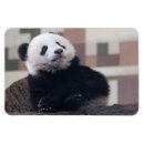 Suche nach panda liebe magnete Lustig