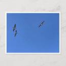 Suche nach wildlife postkarten Vögel