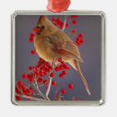 Recherche de cardinalis Oiseau