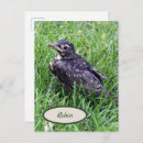 Recherche de nids cartes postales Animaux