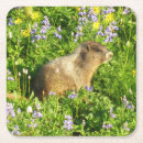 Recherche de marmottes dessous de verres Mammifère