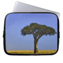 Recherche de arbre isolé Acacia