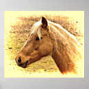 Recherche de colt posters Chevaux