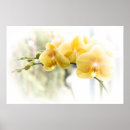 Suche nach orchid poster Phalaenopsis