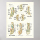 Recherche de anatomie pied posters Cheville