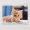 Suche nach blaue katzen postkarten Haustiere