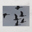 Recherche de oiseau migrateur cartes postales Sauvagine