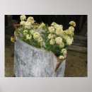 Recherche de zinnia posters Nature