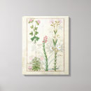 Suche nach medizinische pflanzen poster Robinet