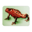 Recherche de photo de grenouille magnets Nature