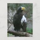 Recherche de aigle de mer cartes postales Sauvage