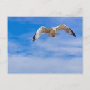 Suche nach vogel im flug postkarten Tier