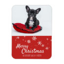 Suche nach french bulldog magnete Welpe
