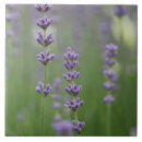 Suche nach lila felder fliesen Lavendel