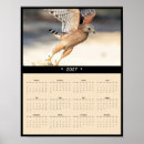 Suche nach bussard poster Wildtierfotografie