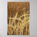 Suche nach gerste poster Usa