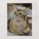 Recherche de abyssinien posters Chatons abyssiniens