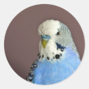 Suche nach hübscher vogel aufkleber Blau