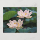 Suche nach lotus blüte poster Zhejiang provinz