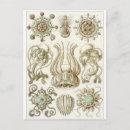 Recherche de haeckel cartes postales Ernst