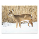 Recherche de roseau posters Hiver