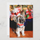 Suche nach kleine hunde karten Weihnachtsbaum