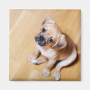 Recherche de cavalier magnets Animaux
