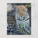 Recherche de grand format cartes postales Gros plan