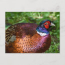 Suche nach glücklicher vogel postkarten Vogelvogel