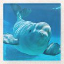 Suche nach aquarium untersetzer Niedlich