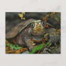Recherche de tortue lente cartes postales Animaux