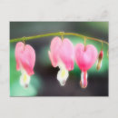 Suche nach blutendes herz poster Fotografie