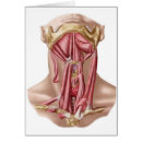 Recherche de sternum Biologie
