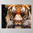 Recherche de yeux de tigre posters Mammifère