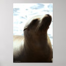 Suche nach seelöwe poster Boot