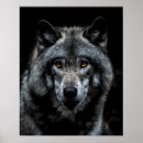 Recherche de canis posters Loup