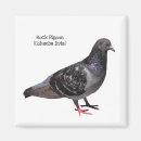 Suche nach pigeon magnete Natur
