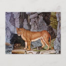 Recherche de lionesse cartes postales Nature
