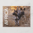 Recherche de chien sauvage cartes postales Faune africaine