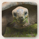 Recherche de espèce photographie Tortues