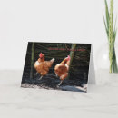 Recherche de jeune coq cartes postales Drôle