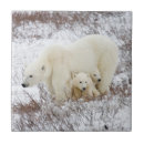 Recherche de femelle carreaux Délimiteur danita