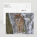 Recherche de chien neige cartes postales Forêt