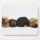 Suche nach mops hund mousepads Niedlich